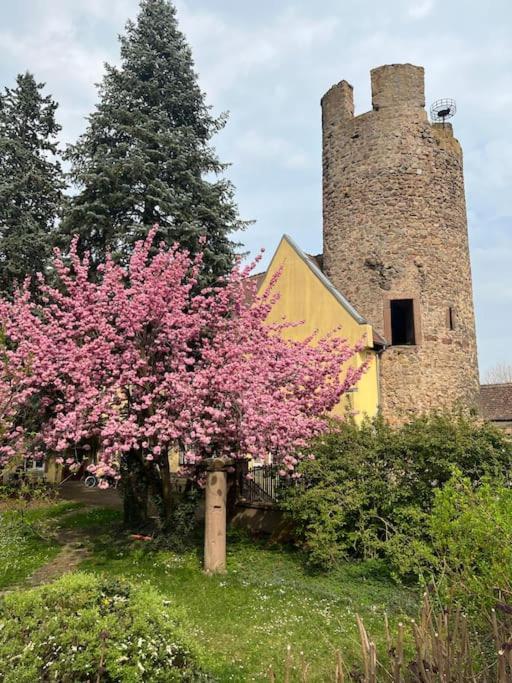 La Jolie Maison Bleue, Au Coeur De L'Alsace Kaysersberg-Vignoble Exteriör bild